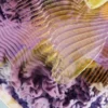 Thumbnail of new posts 108