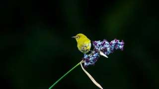 Thumbnail of post image 144